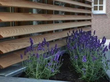 Système de persiennes en bois